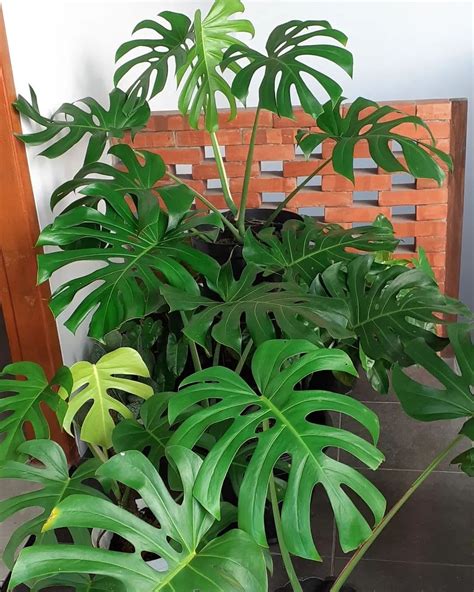 Porovnanie listov Monstera Deliciosa a Monstera Borsigiana