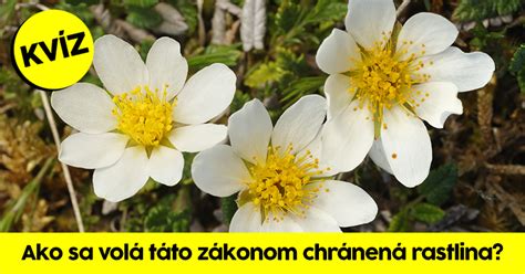 Znak zákonom chránenej rastliny