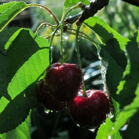 Detail plodov čerešne Kordia s tmavou šupkou