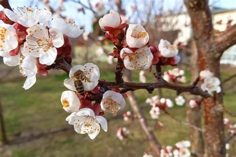 Kvitnúci čerešňový strom Kordia na jar