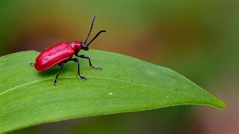 Chrobák Lilioceris lilii na listoch ľalie