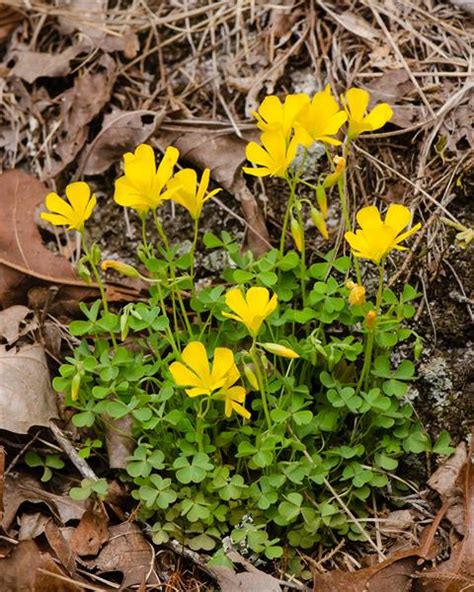 Listy a kvety Oxalis dillenii