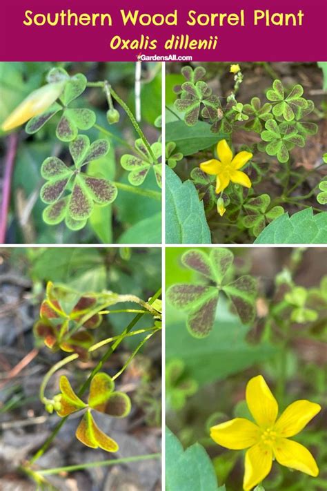 Mapa rozšírenia Oxalis dillenii v Európe