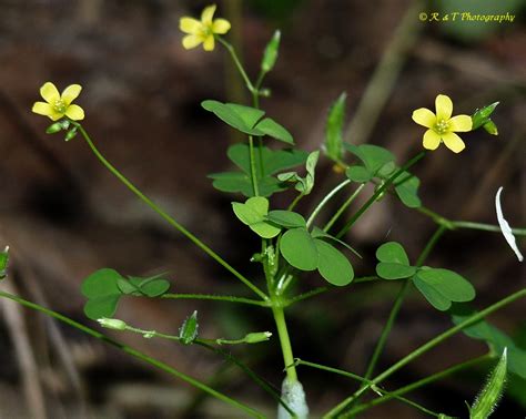 Detail plodu (tobolky) Oxalis dillenii
