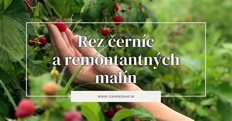 Rez remontantných malín