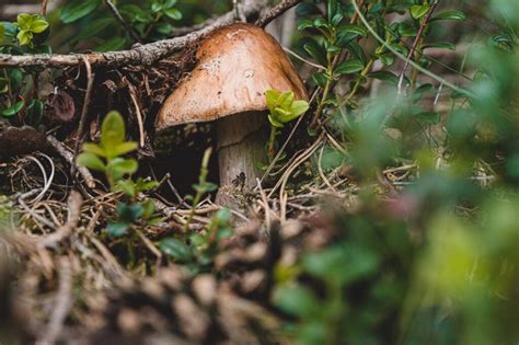 Detail hnedých plodníc huby na vetvičke tuje