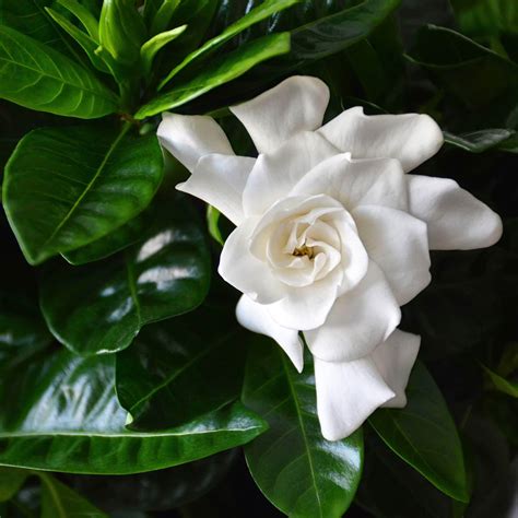 Fotografia kvitnúcej Gardenia jasminoides