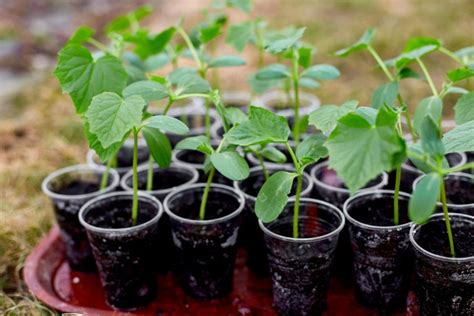 Sadenice uhoriek v kvetináčoch