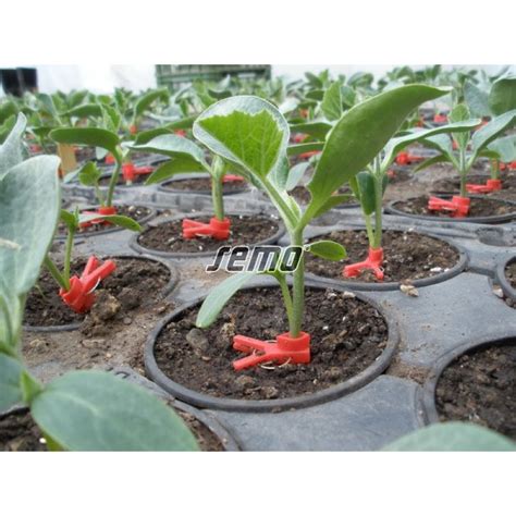 Vrúbľovanie uhorky