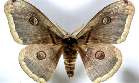 Nočný motýľ opeľujúci kvet