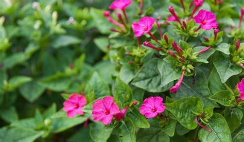 Rôzne farebné varianty kvetov Mirabilis jalapa