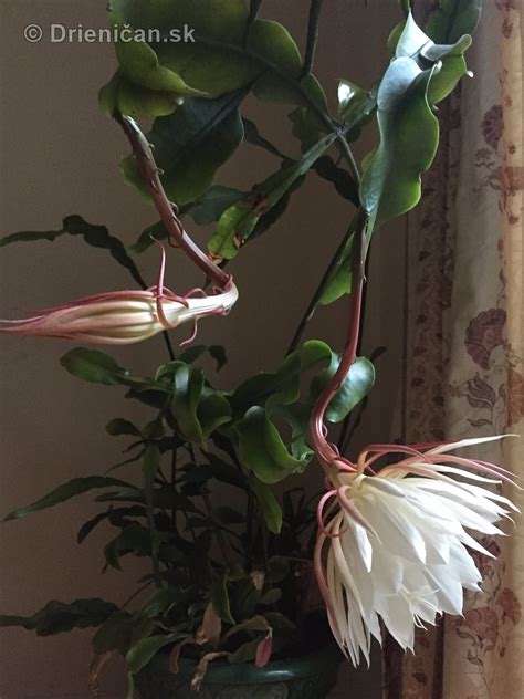 Kráľovná noci - kaktus Epiphyllum oxypetalum v plnom kvete
