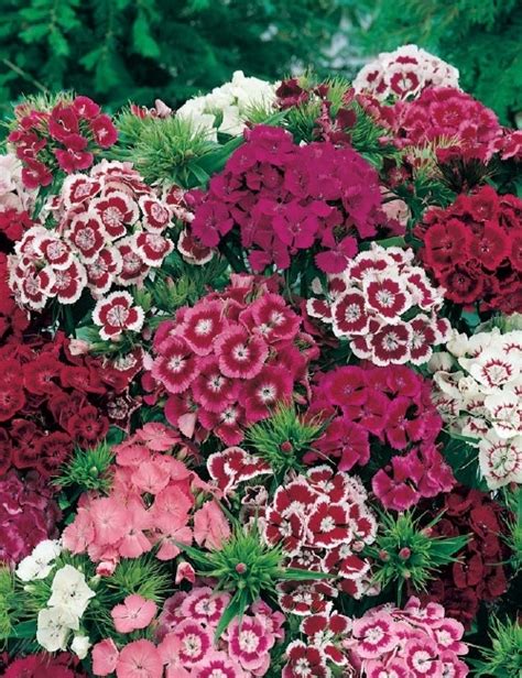 Turecký klinček - Dianthus barbatus
