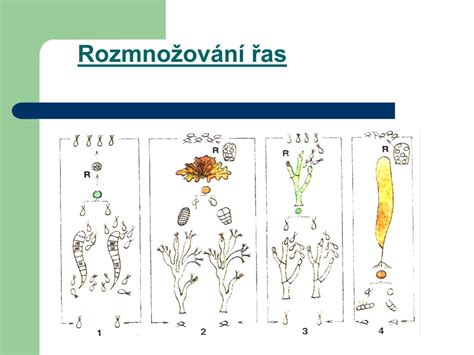 Schéma rodozmeny rastlín: striedanie gametofytu a sporofytu