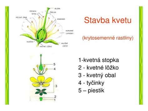 Vnútorná stavba semena rastliny