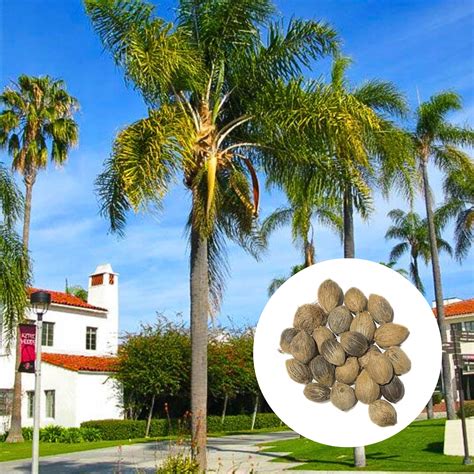 Semená palmy pred výsevom