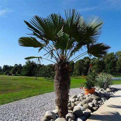 Palma Trachycarpus fortunei v kvetináči