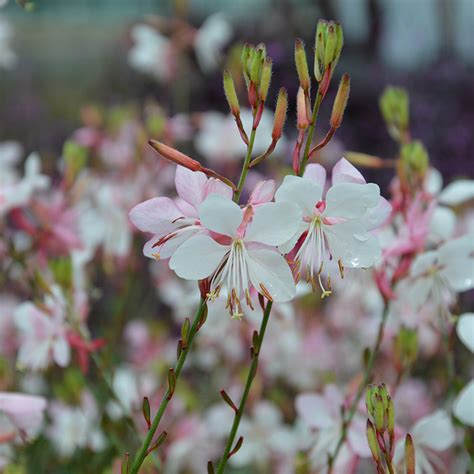 Gaura lindheimerova ‘Flamingo Snow’ s bielymi kvetmi