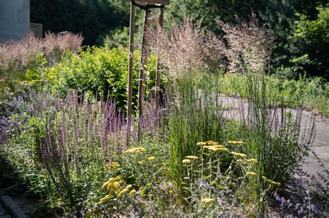 Záhon plný bielych sirôtok