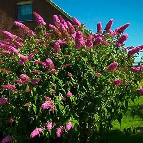 Budleja Dávidova v plnom kvete, prilákajúca motýle