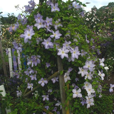 Clematis ‚Blue Angel‘ na pergole