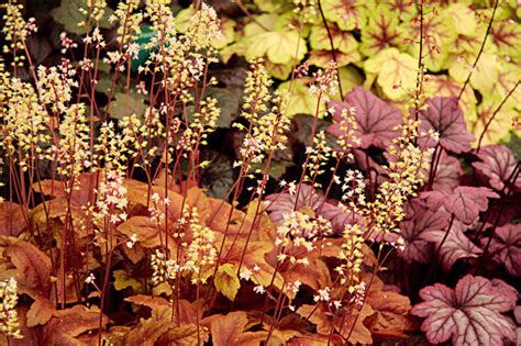 Záhon s rôznymi odrodami Heuchery