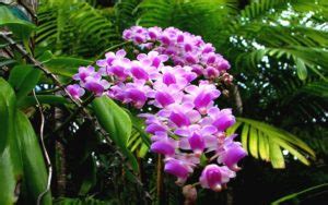 Prirodzené prostredie orchideí v dažďovom pralese
