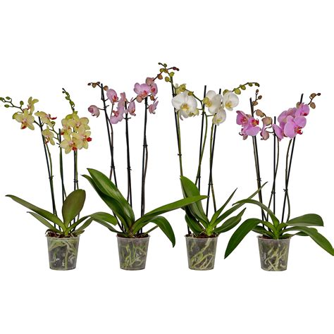 Orchidea s novými výhonkami (keikami)