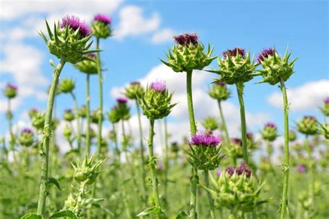 Pestrec mariánsky v rôznych fázach rastu na slnečnom stanovišti