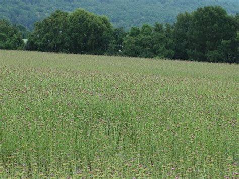 Pohľad na pole pestreca mariánskeho pripraveného na zber
