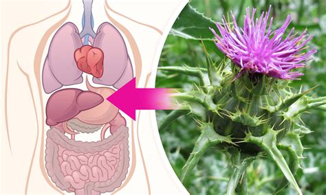 Infografika: Prehľad liečivých účinkov pestreca mariánskeho