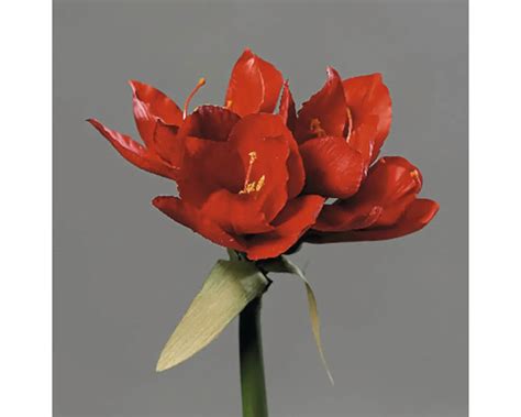 Amarylis s veľkými hviezdicovitými kvetmi