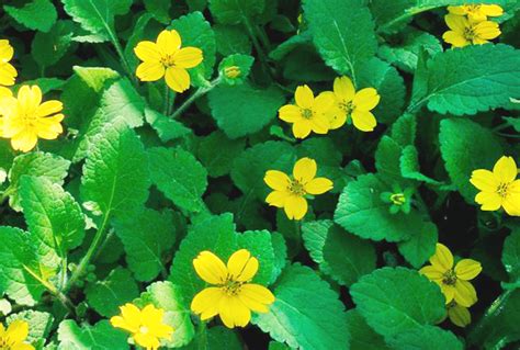 Chrysogonum virginianum s drobnými žltými kvetmi v tvare hviezdy