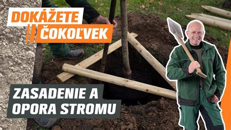 rozdielne výšky bambusov v záhrade