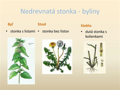 Ilustrácia Prvosienky vyššej s vyznačenými listami a stonkou