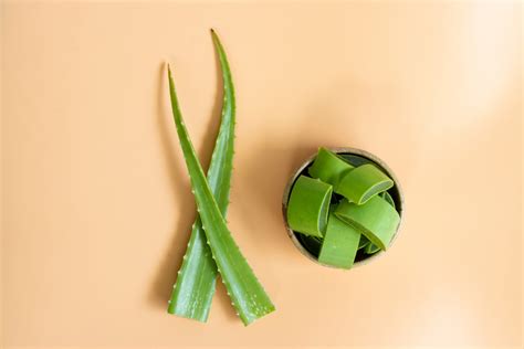 Upozornenia a kontraindikácie pri užívaní aloe vera
