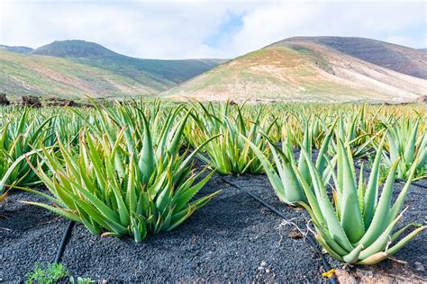 Ľudia svedčiaci o účinkoch aloe vera