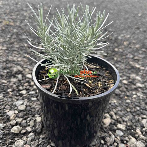 Slamiha talianska - kvitnúca rastlina