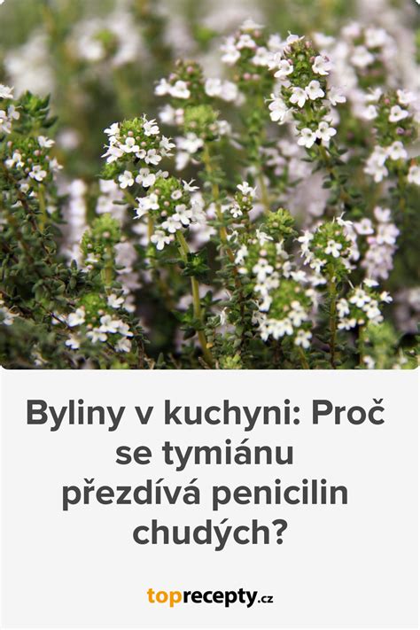Zloženie tymiánu infografika
