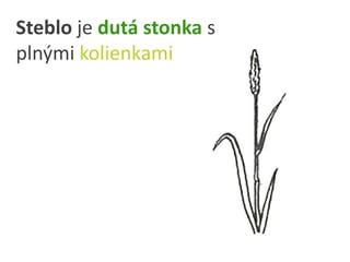 Detailná ilustrácia vlčieho maku s popiskami častí rastliny (stonka, listy, kvet, plod)