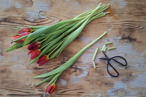Schéma správnej starostlivosti o rezané tulipány