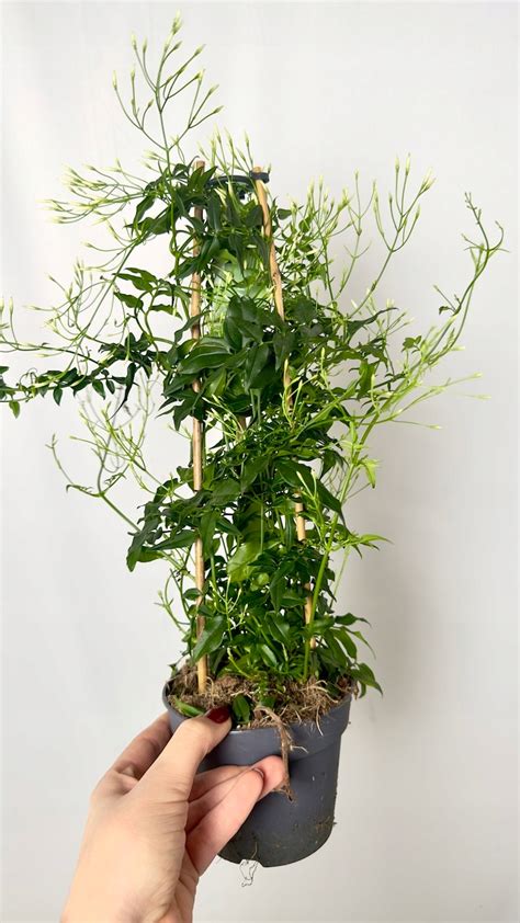 Rastlina sezamu s kvetmi a tobolkami