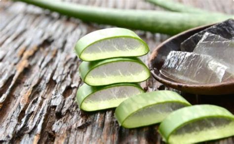 Aloe vera a skalnica - porovnanie liečivých účinkov