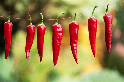 Zrelé chilli papričky pripravené na zber