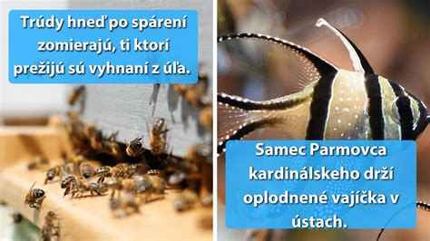 Skupina užoviek pri párení