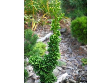 porovnanie tvarov tuje Malonyana Aurea a Holub