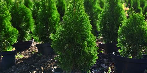 správny postup výsadby tuje