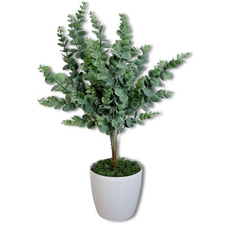 Eukalyptus v črepníku