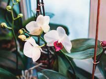 Ideálne umiestnenie orchidey v byte