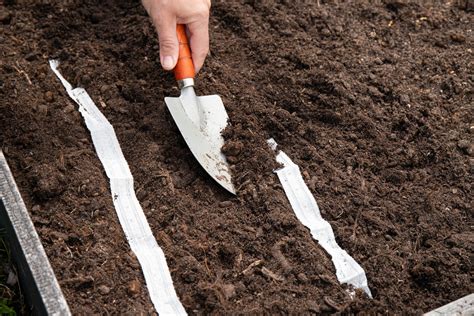 Výsev mrkvy pomocou výsevného pásika